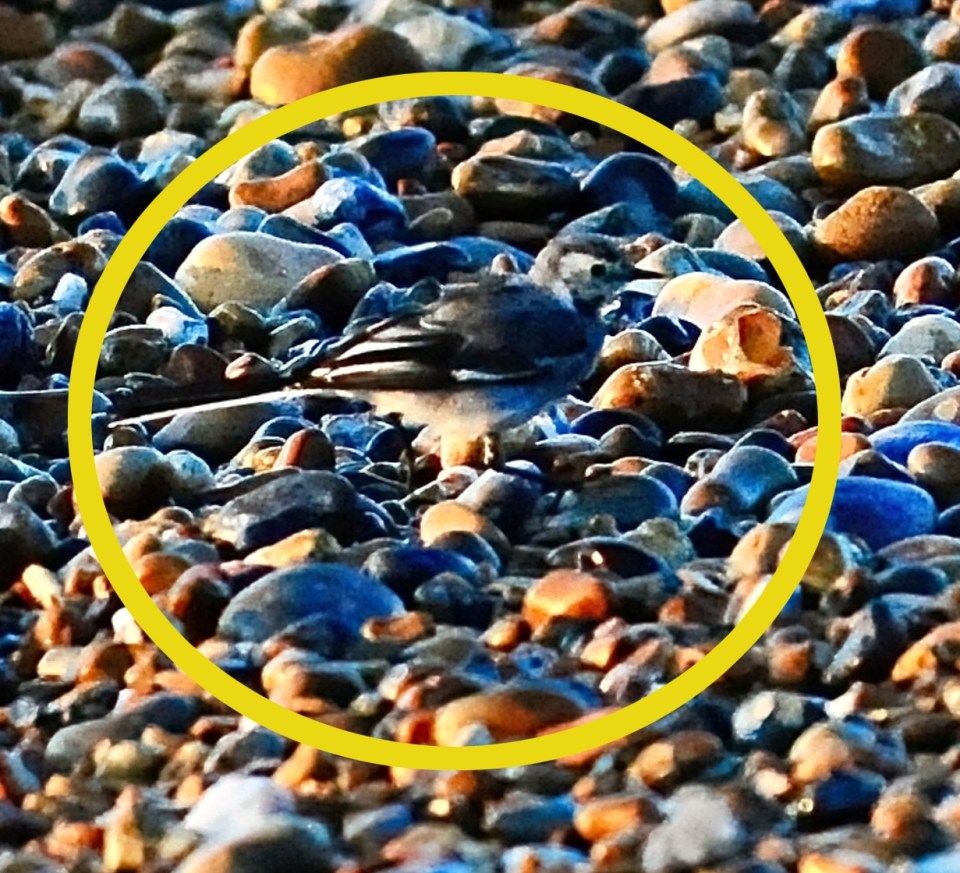 Did you spot it? An enhanced image shows the bird sitting among pebbles on the beach