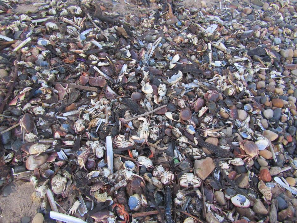 The Environment Agency is investigating a possible pollution incident after piles of dead crabs and sea creatures washed up on the beach between Saltburn and Markse in north-east England