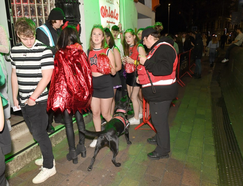 Security dogs are trained to detect drugs