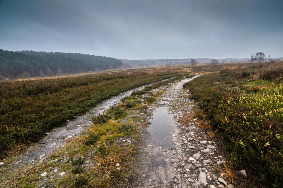 Sightings of the black-eyed child were reported on Cannock Chase, Staffordshire