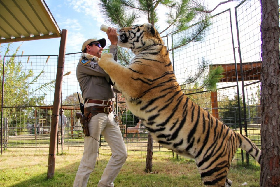 Joe worked as the owner and operator of his tiger led zoo for over 20 years