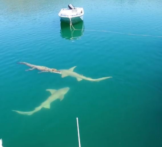 A crocodile comes face-to-face with two sharks in western Australia