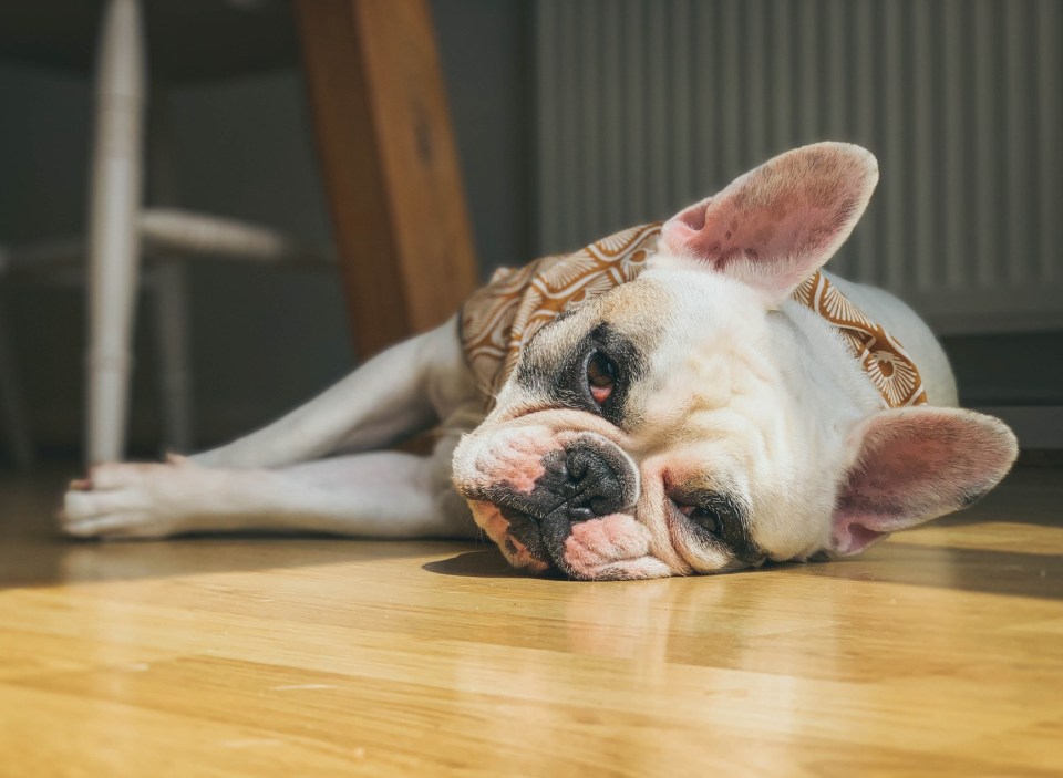 Today our pet vet helps a French bulldog with breathing problems