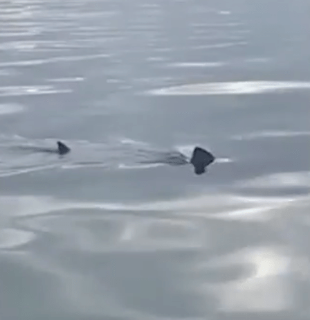 The men said the creature, which they estimated was around 10 feet long, swam close to the surface on an unusually balmy November day in Teesside