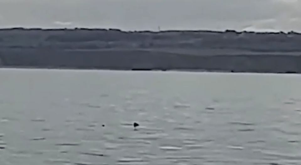 This is the moment a group of fisherman spotted a shark in the North Sea