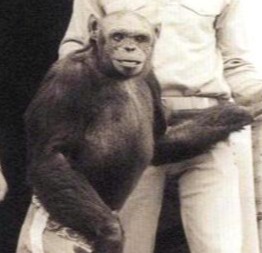 Russia tried and failed to create a human-ape hybrid. Pictured Oliver the chimp - a suspect 'humanzee' who it later emerged was 100 per cent primate