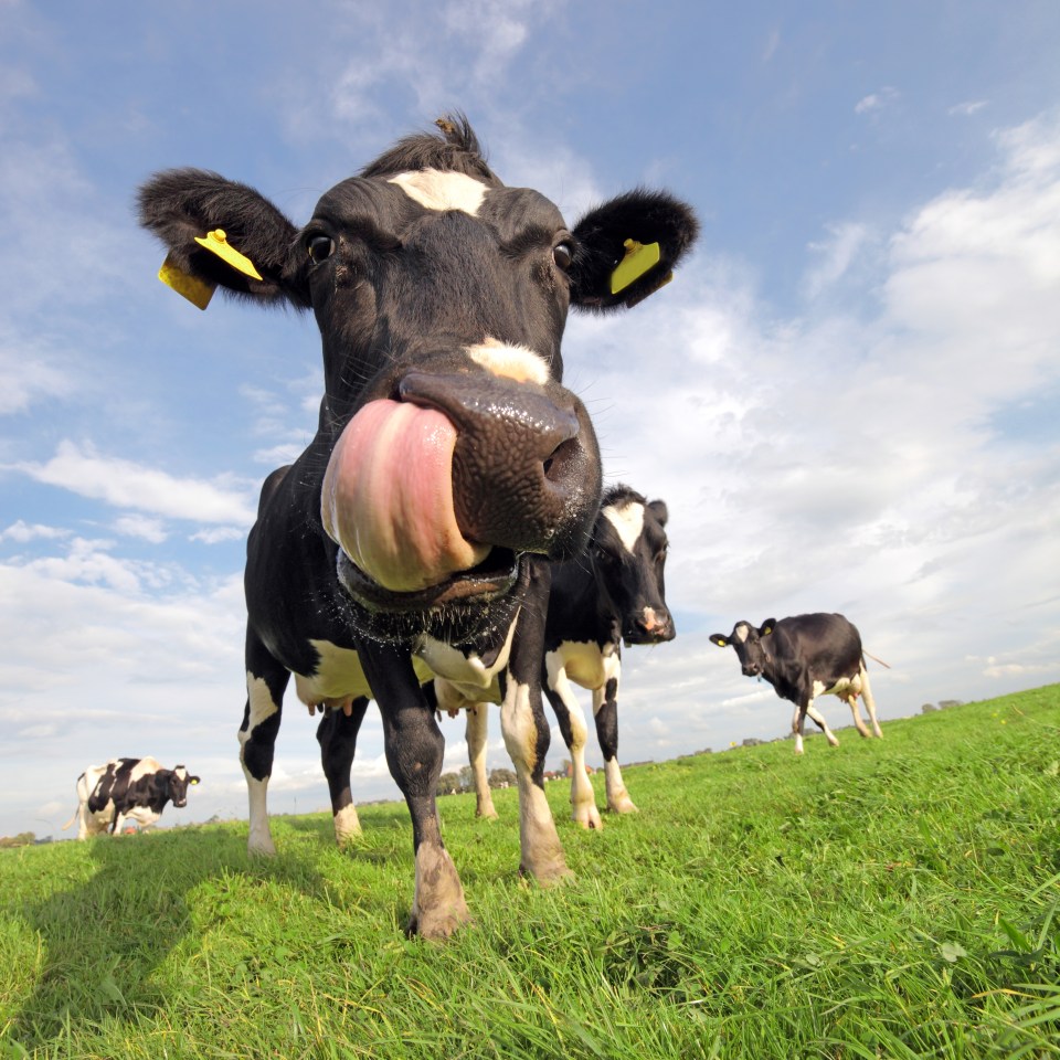 A New Zealand scientist may have found a way to stop cows farting so much