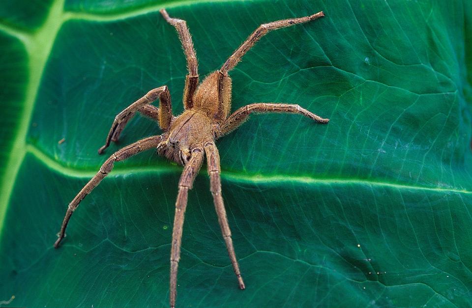 Brazilian Wandering Spider are highly venomous and their bites can be life-threatening