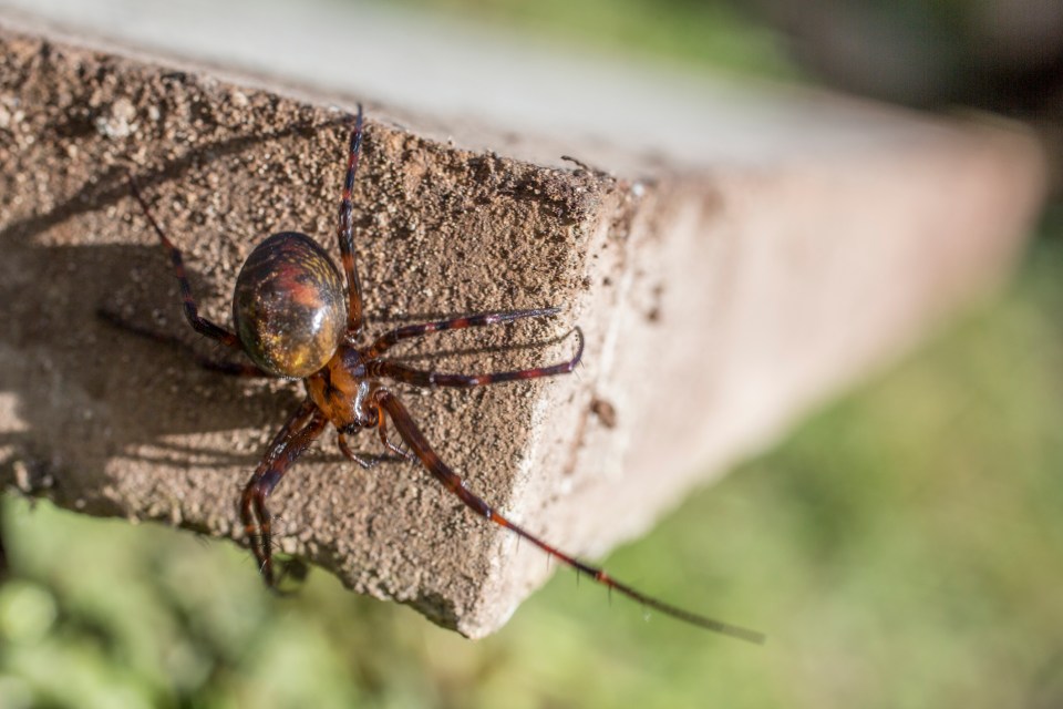 False widows will creep inside Brits' homes to mate away from the chilly autumn weather