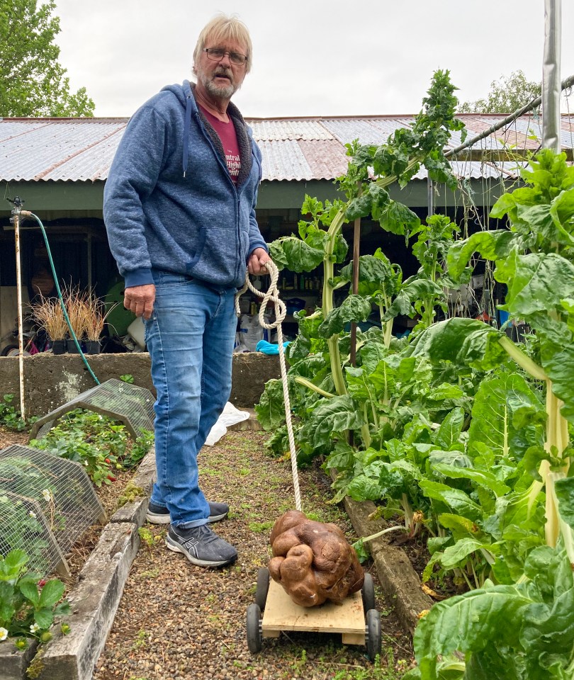 The huge veg could make 52 large portions of McDonald's fries