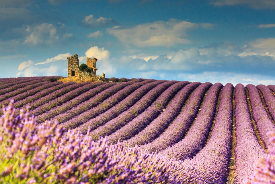 Nearby lavender fields are heaven scent