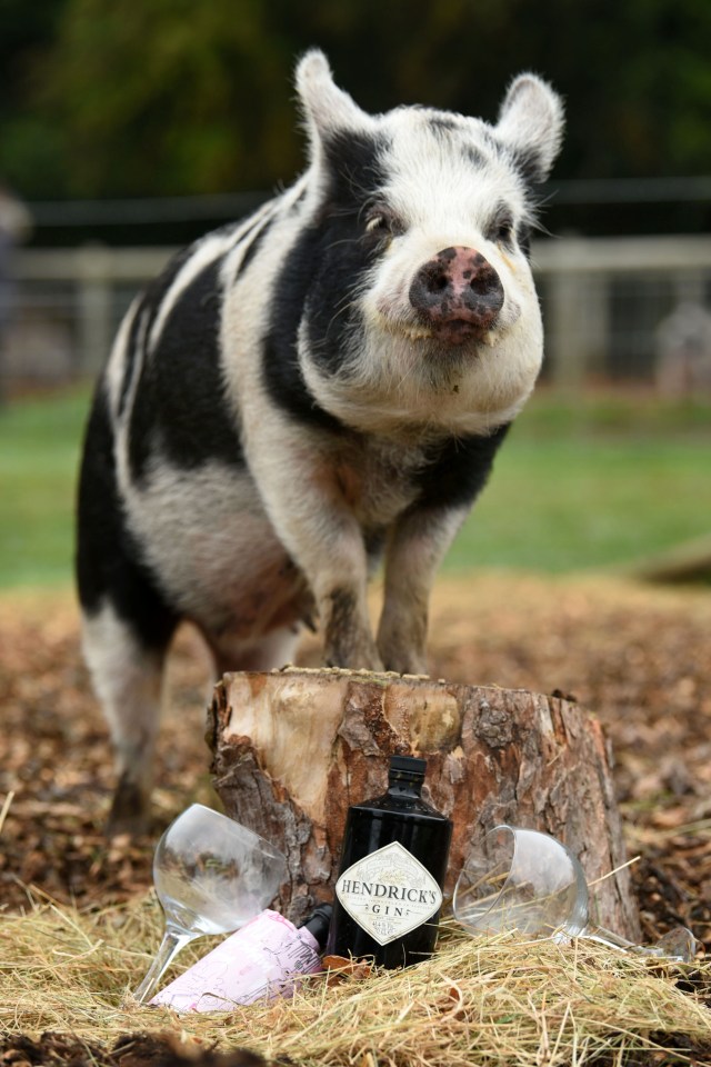 Mia the micro pig juggles a modelling career with being a busy mum after giving birth to 22 piglets in a year