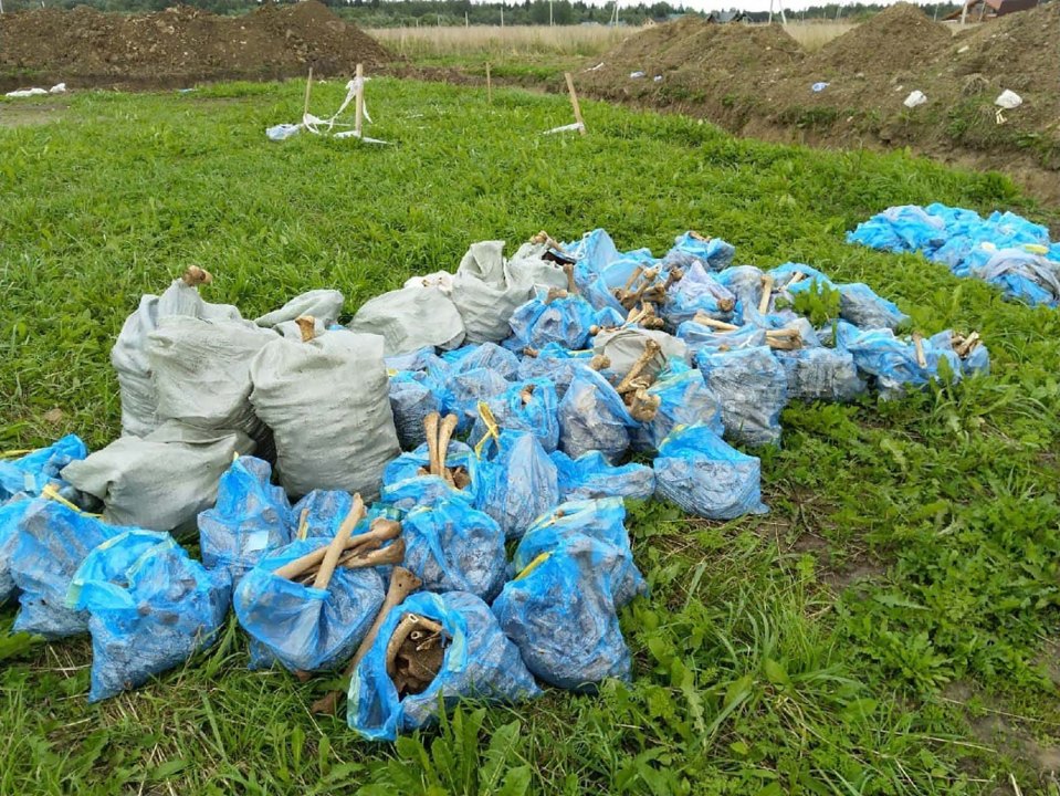 Around 50 sacks full of skeletons were removed from the site just this week