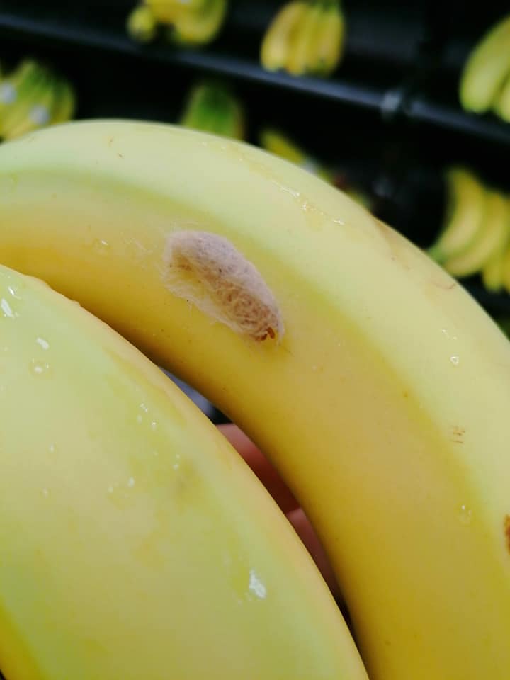 A Tesco customer spotted a spider leg 'coming out' of the banana