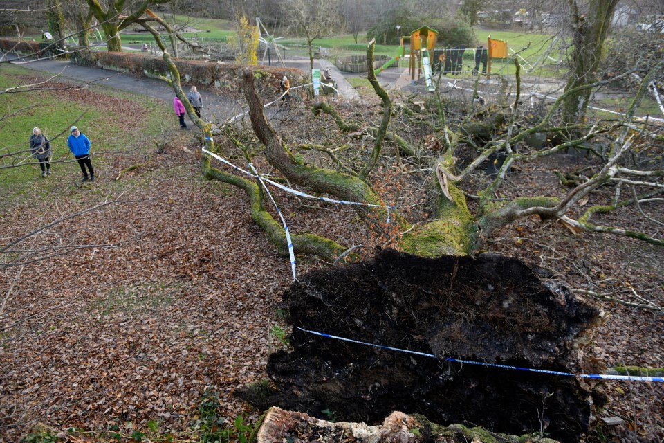 And a second man - who has also not been named -  was crushed by a falling tree in Ambleside, Cumbria (the tree, pictured), last night