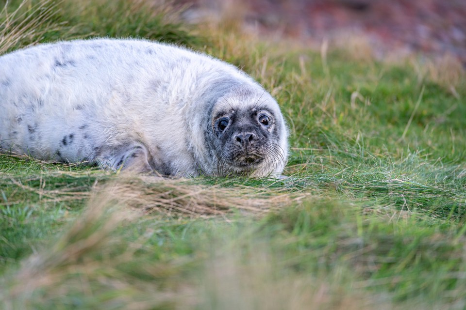 Hundreds of seal pups have died during the storm