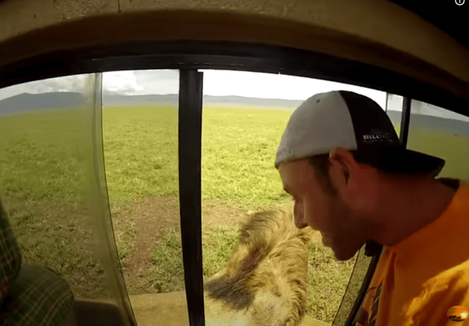 The man opens the car window, despite being within spitting distance of the big cat