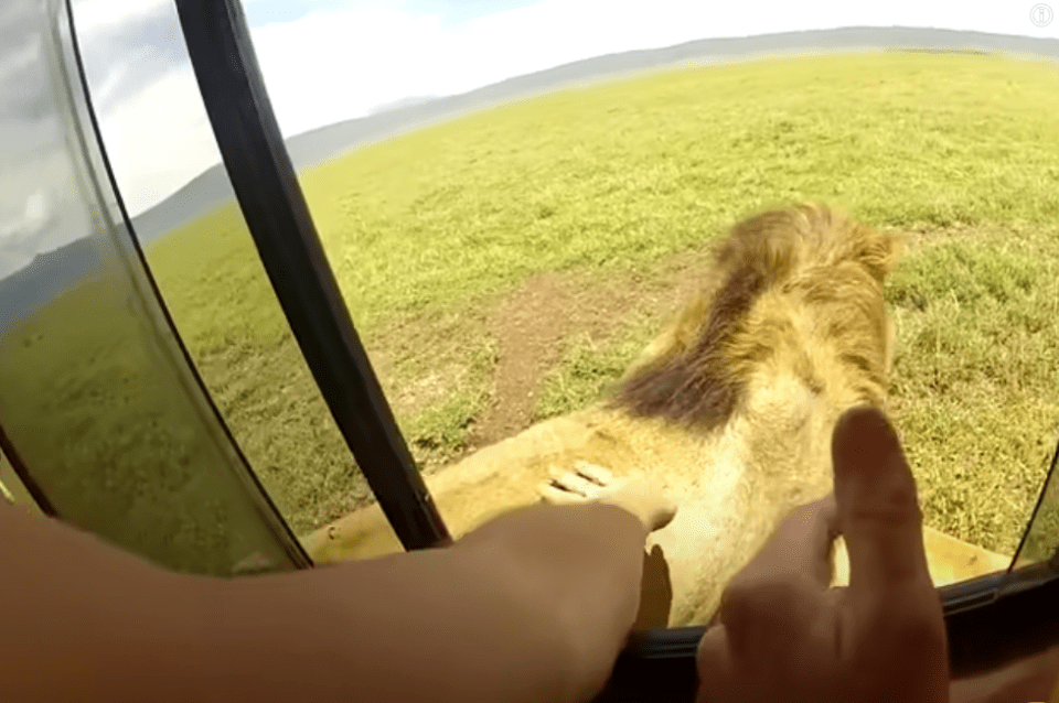 A woman leans her hand out and strokes the lion, while the man goes to take a picture