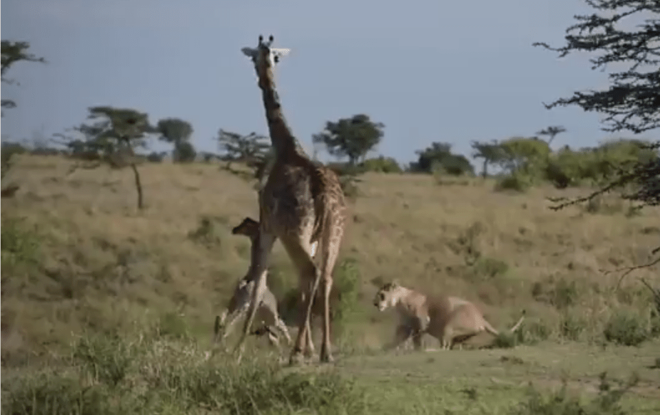 The mum lunges to chase off the predator, accidentally knocking the baby over a riverbank cliff