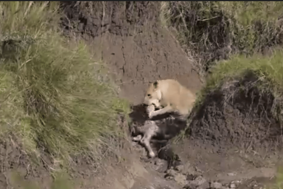 It seems all over when the lioness takes the calf's head in her mouth