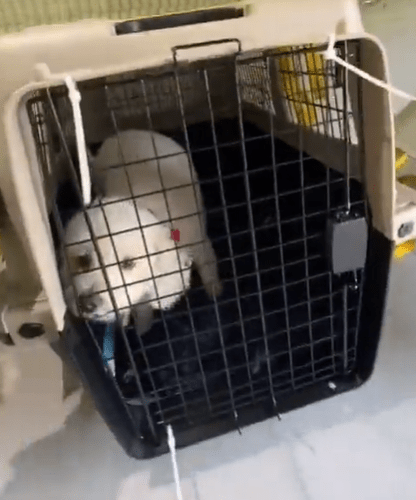 An airport worker has revealed where animals are kept during a flight