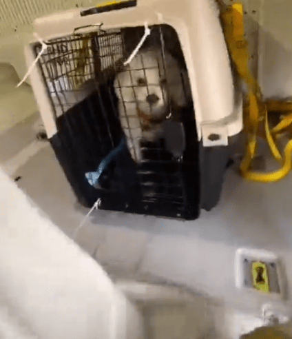 Lots of pet-lovers were left horrified as to where they were kept