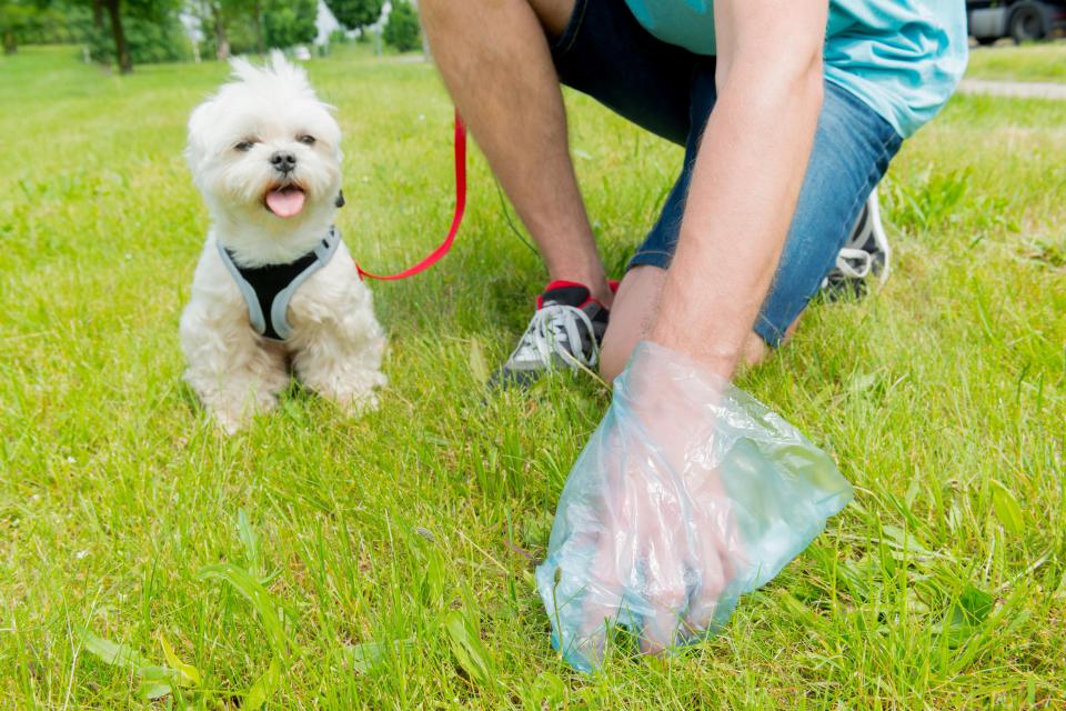 Dog owners could be slapped with a £50 on the spot fine for not picking up their dog's waste