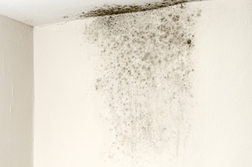 Mould in the home