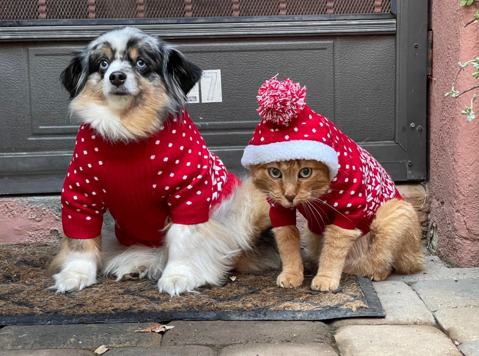 Meanwhile, a survey by holiday company Canine Cottages found one in six plan to wrap more presents for dogs than for partners.