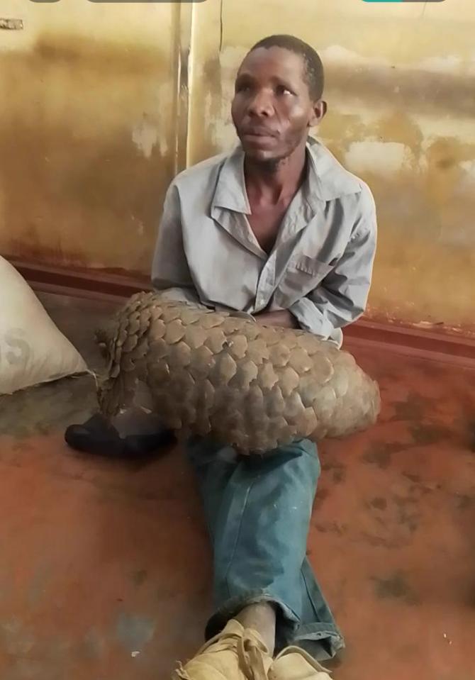 A poacher with a pangolin who has now been jailed after being caught by the IAPF