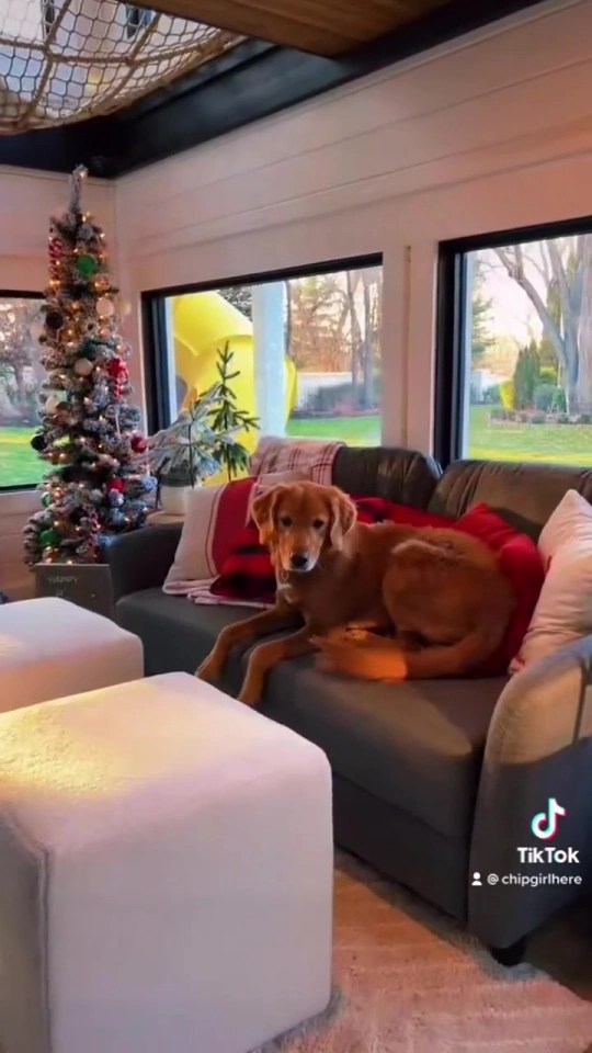 The two-storey kennel comes with a fluffy dog bed, a TV and a Christmas tree