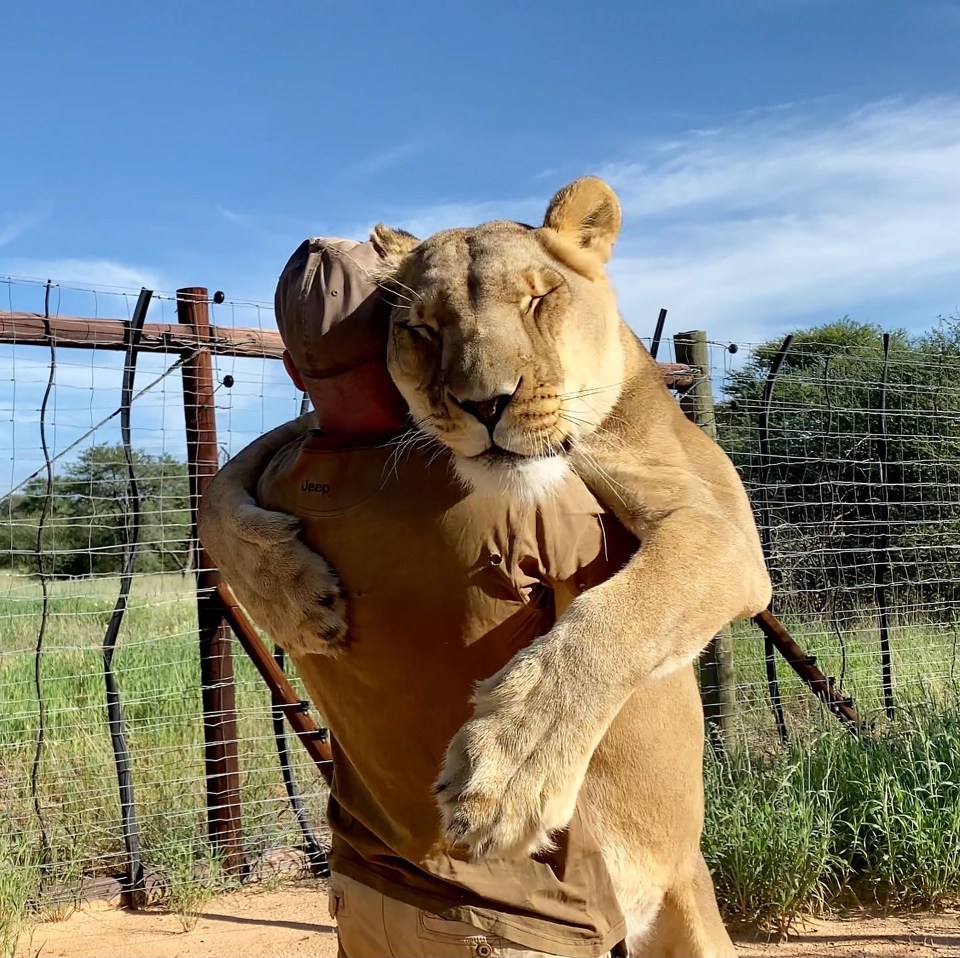 This is the incredible moment Sirga the lioness goes in for HUG with her rescuer Valentin Gruener