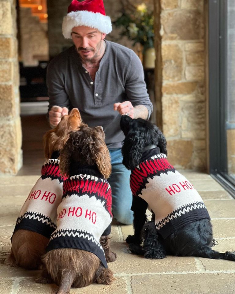 David was also seen in this snap with the family's dogs Olive, Sage and Fig