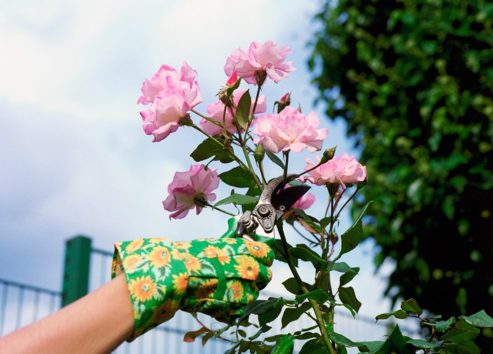 Prune your roses in spring and autumn