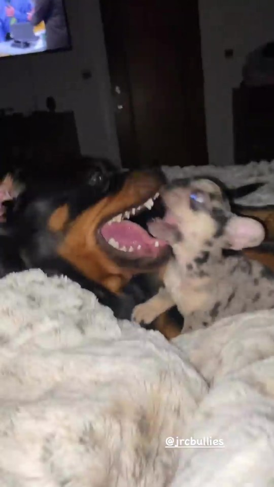 She also shared footage of two dogs play-fighting on the bed