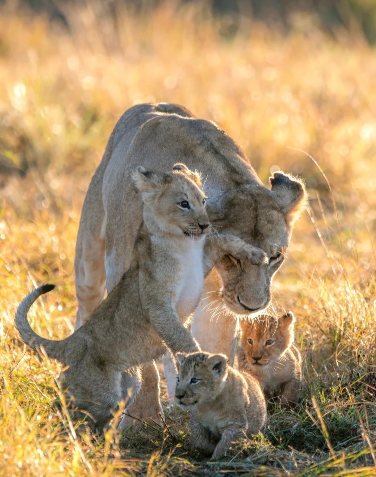 The cub pesters gran for the lion’s share of attention as they move den