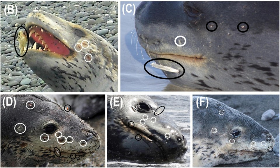 Scientists have spotted some nasty signs on seals which indicate quite a fight