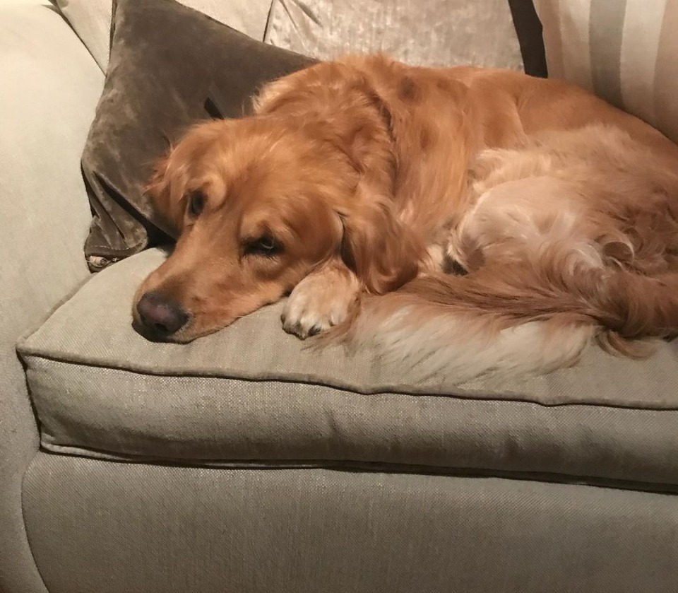 The golden retriever has helped him get into the habit of exercising regularly