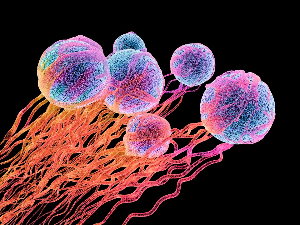 Microscopic image of cells connected by thin strands.