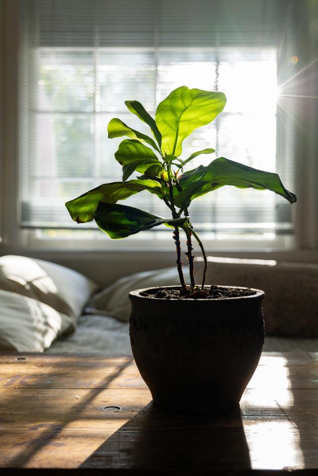 The right houseplant can make your space more serene