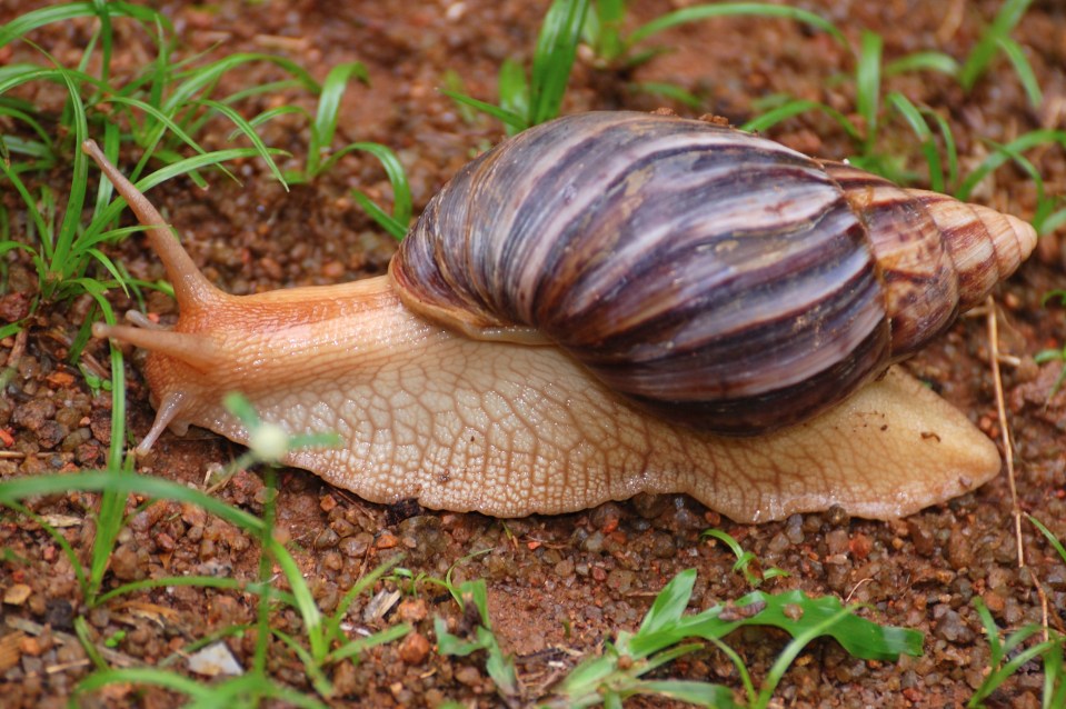 Due to rising temperatures, snails and snugs are seen during winter months more often