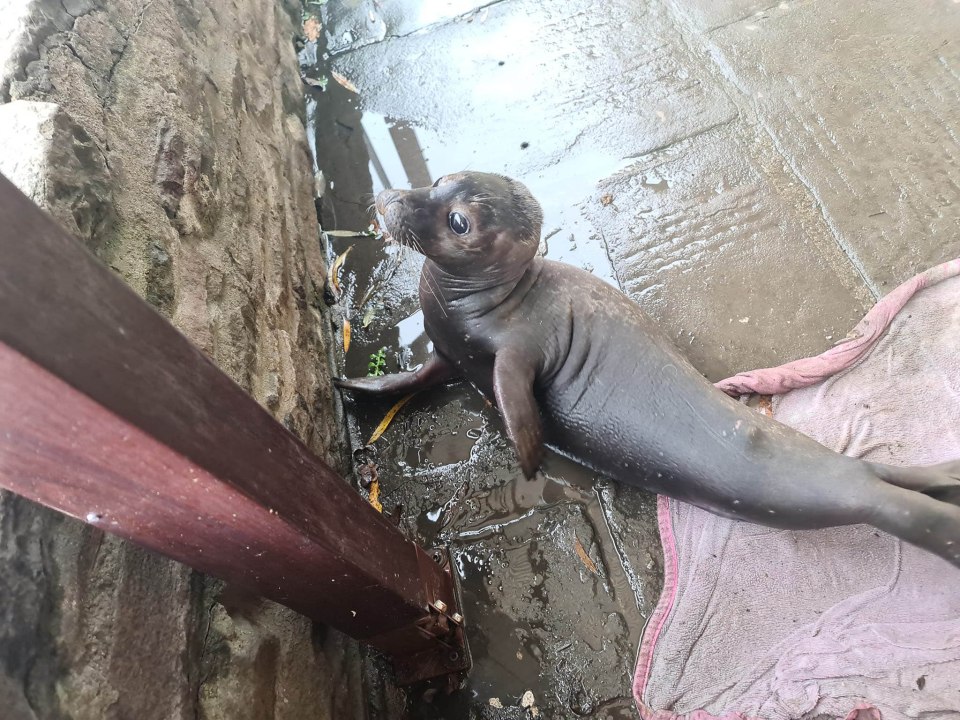 Seal pup Neoprene swam 750 miles from Scotland for a New Year social — at a pub in Bristol