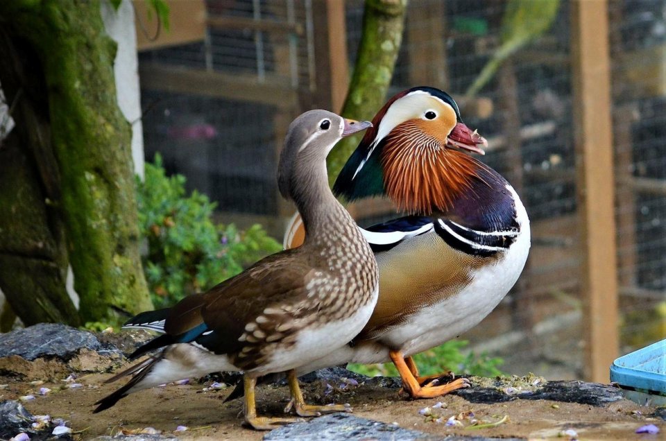 Two of Alan's ducks which he looks after at home