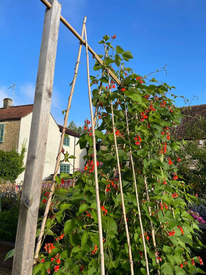 The expert suggested fencing with pretty climbing plants