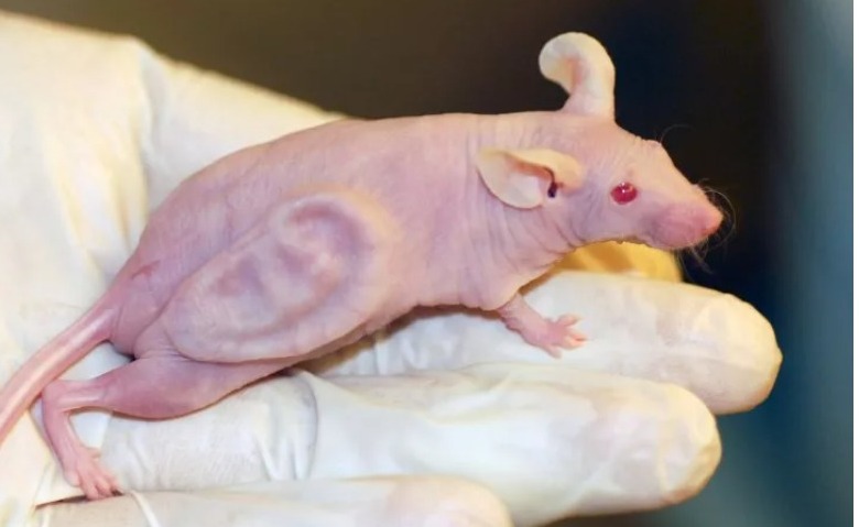 In 1997, scientists grew a human ear on a mouse's back - and later speculated organs could be grown