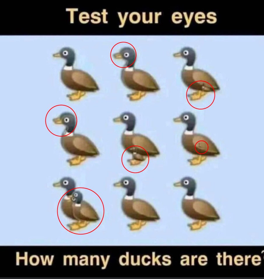 There are actually 16 ducks in total as highlighted in this image