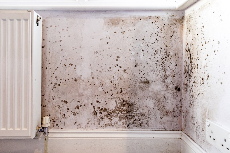 Mould likes dark, damp spots