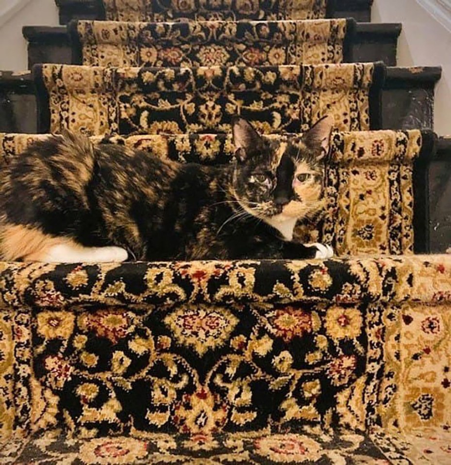 Be careful on the stairs with this cat blending into the background