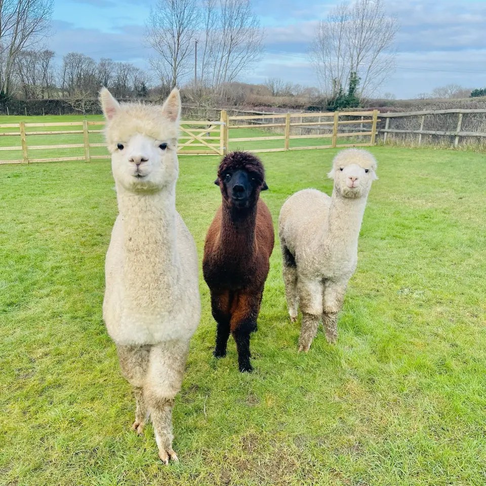 Mrs Hinch revealed on Instagram she has splashed out on three alpacas