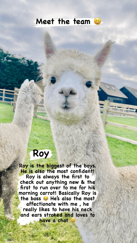 She also shared facts about each alpaca, including how Roy is 'the boss'